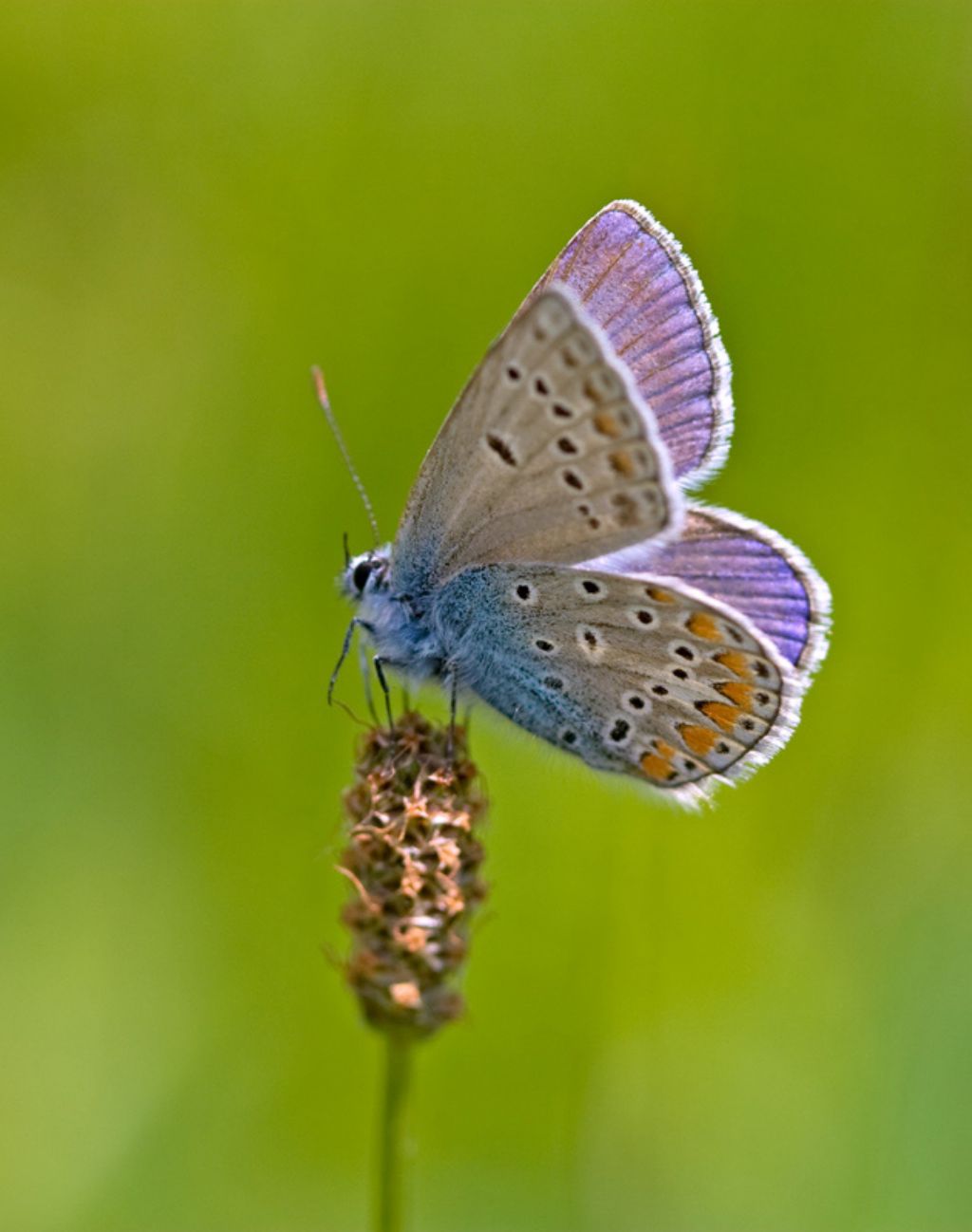 Ancora un polyommatus  ?